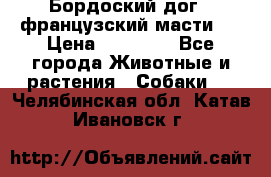 Бордоский дог ( французский масти)  › Цена ­ 50 000 - Все города Животные и растения » Собаки   . Челябинская обл.,Катав-Ивановск г.